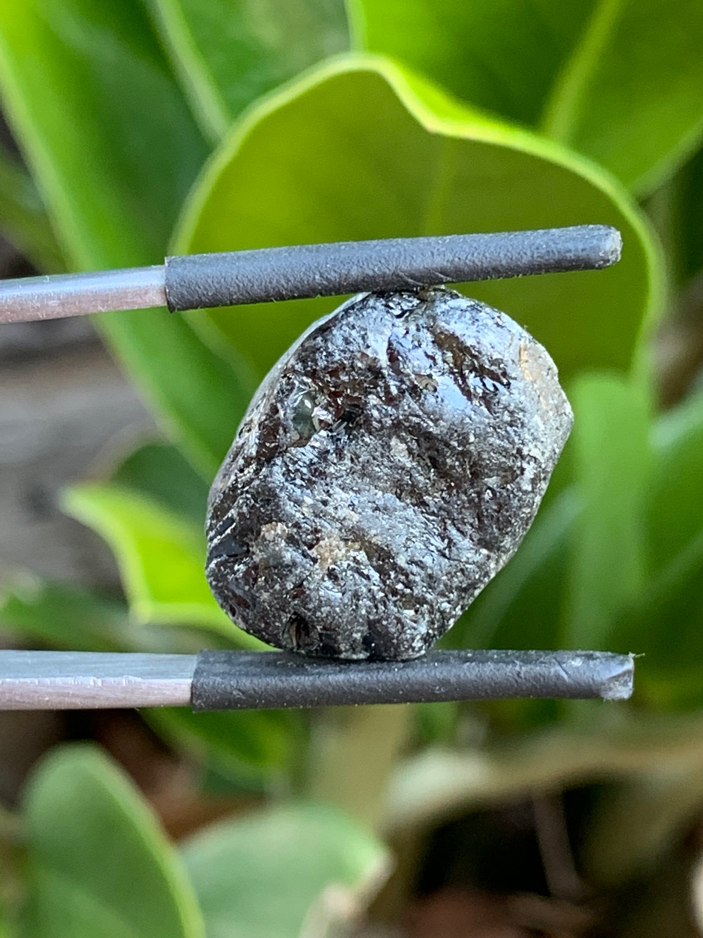 48.8ct Australian Sapphire Specimen