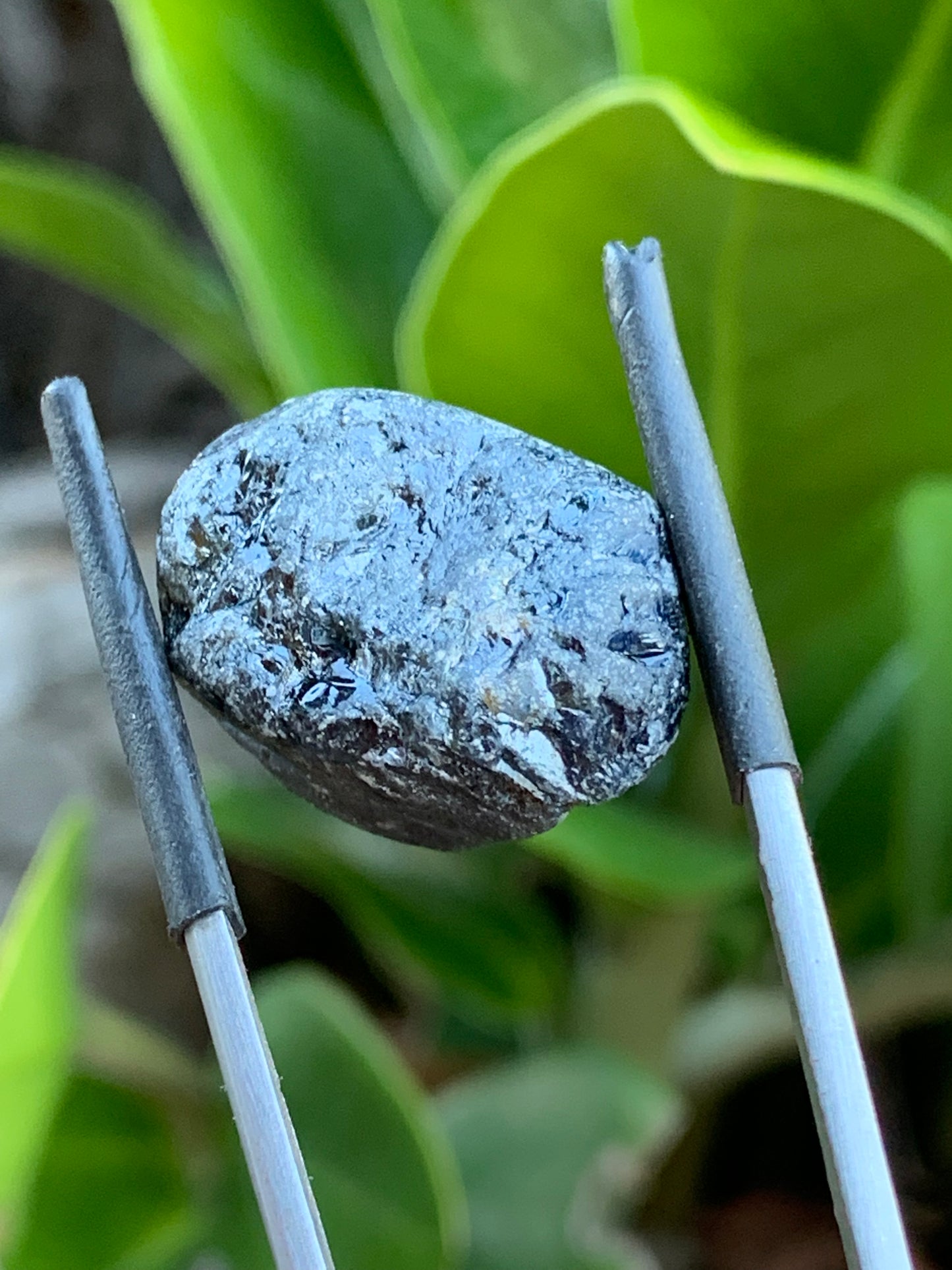 48.8ct Australian Sapphire Specimen