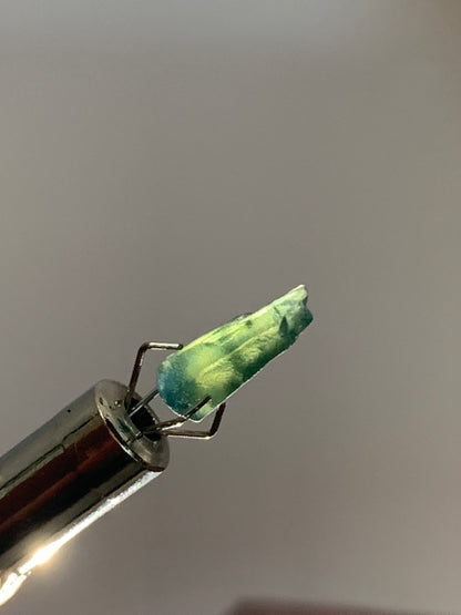 Australian Sapphire dog tooth